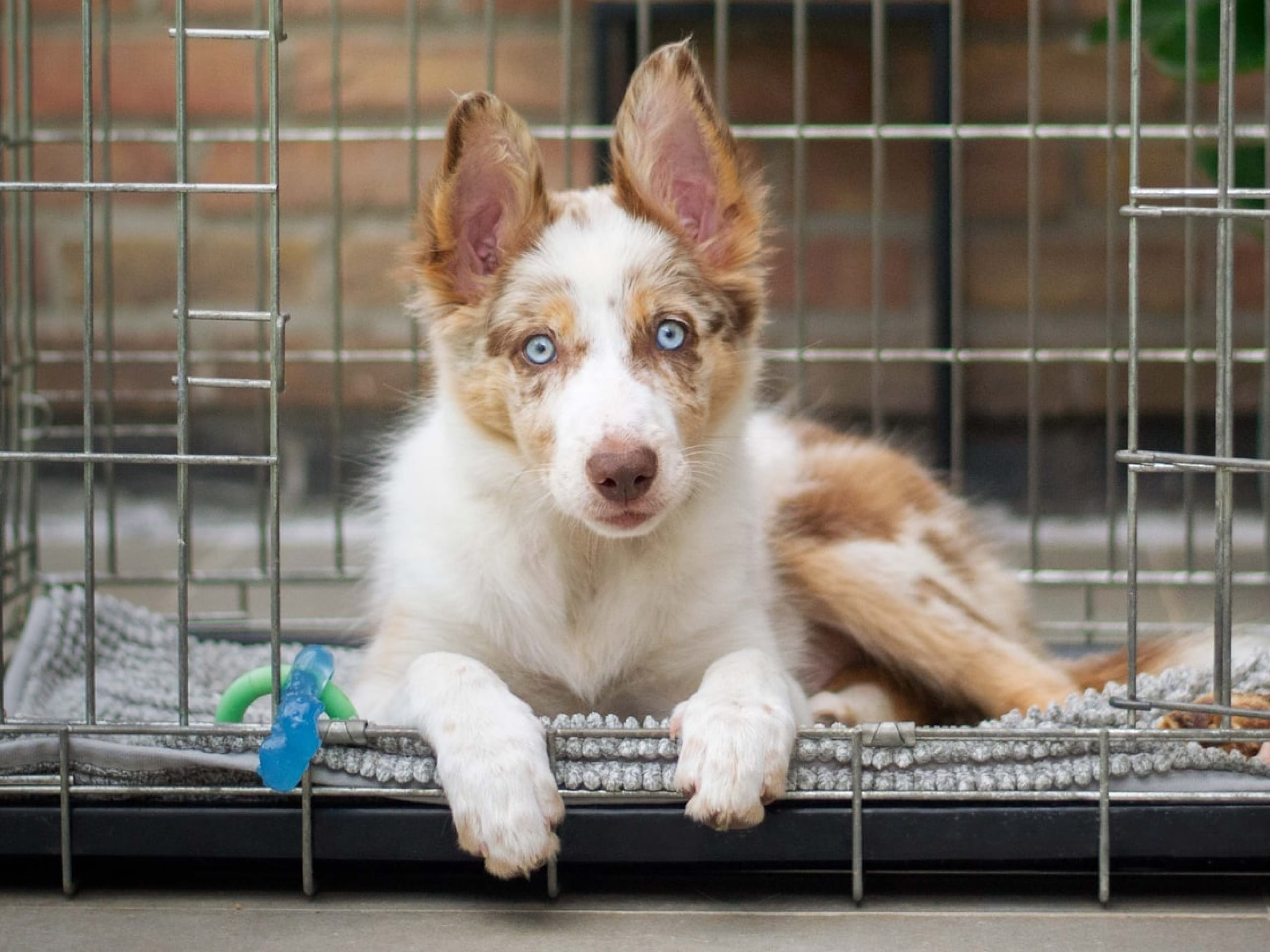 Why Does My Dog Dig In Her Crate